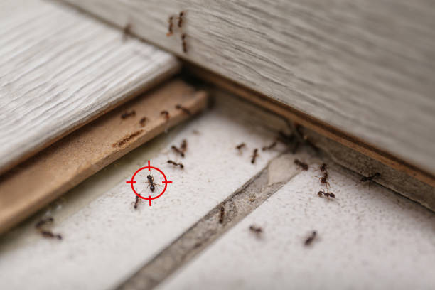 Best Bed Bug Extermination  in Janesville, CA