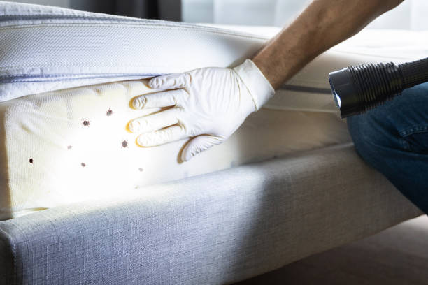 Wasp Removal Services in Janesville, CA